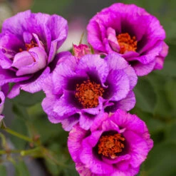 Eyeconic® Plum Lemonade Rose 8 Eyeconic® Plum Lemonade Rose -Brighter Blooms Sales Eyeconic Plum Lemonade Rose 2