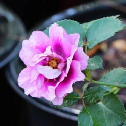 Eyeconic® Plum Lemonade Rose 9 Eyeconic® Plum Lemonade Rose -Brighter Blooms Sales Eyeconic Plum Lemonade Rose 5