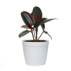 Rubber Tree Plant -Brighter Blooms Sales FIC RBG.6 whitedelilah