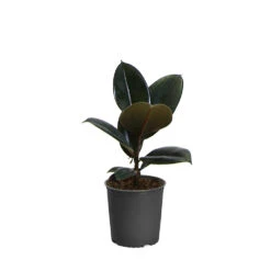 Rubber Tree Plant -Brighter Blooms Sales FIC RBG1