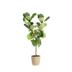 Fiddle-Leaf Fig Tree -Brighter Blooms Sales FIG FDL 34 3 delilah beige