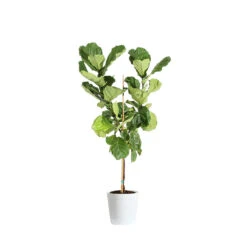 Fiddle-Leaf Fig Tree -Brighter Blooms Sales FIG FDL 34 3 delilah white