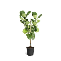 Fiddle-Leaf Fig Tree -Brighter Blooms Sales FIG FDL 34 3 standard pot
