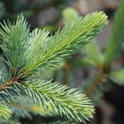 Fat Albert Colorado Blue Spruce -Brighter Blooms Sales Fat albert Blue Spruce 2