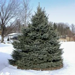 Cold-Hardy Winter Interest Kit -Brighter Blooms Sales Fat albert Blue Spruce 3 BB b0c17b5d d17f 436f a9b1 5787cb9708bf