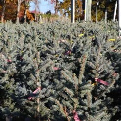 Fat Albert Colorado Blue Spruce -Brighter Blooms Sales Fat albert Blue Spruce 6 BB