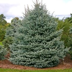 Fat Albert Colorado Blue Spruce