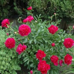 Felix Crousse Peony 7 Felix Crousse Peony -Brighter Blooms Sales Felix Crousse Peony 1
