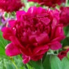 Felix Crousse Peony -Brighter Blooms Sales Felix Crousse Peony BB 600x600 71119368 cfe8 4c1d 91a3 da3984862cd7