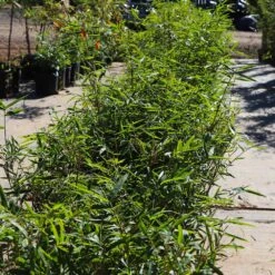 Fernleaf Bamboo 9 Fernleaf Bamboo -Brighter Blooms Sales Fernleaf Multiplex Bamboo 5 BB