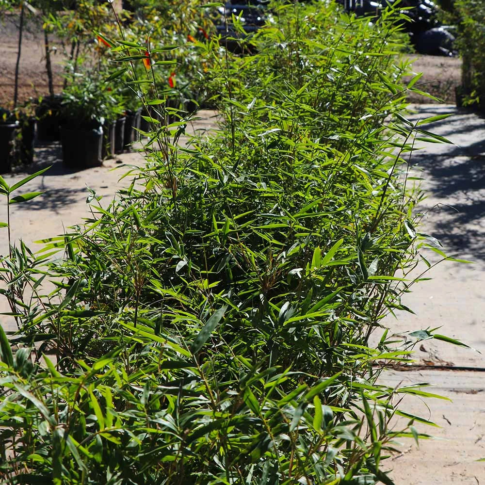 Fernleaf Bamboo 6 Fernleaf Bamboo - Image 4