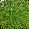 Fernleaf Bamboo -Brighter Blooms Sales Fernleaf Multiplex Bamboo 600x600 f849af28 c56b 4321 8fac 1740458b95f7