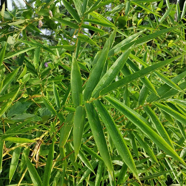 Fernleaf Bamboo 3 Fernleaf Bamboo
