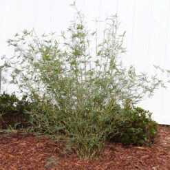 Fernleaf Bamboo 8 Fernleaf Bamboo -Brighter Blooms Sales FernleafMultiplexBamboo 1