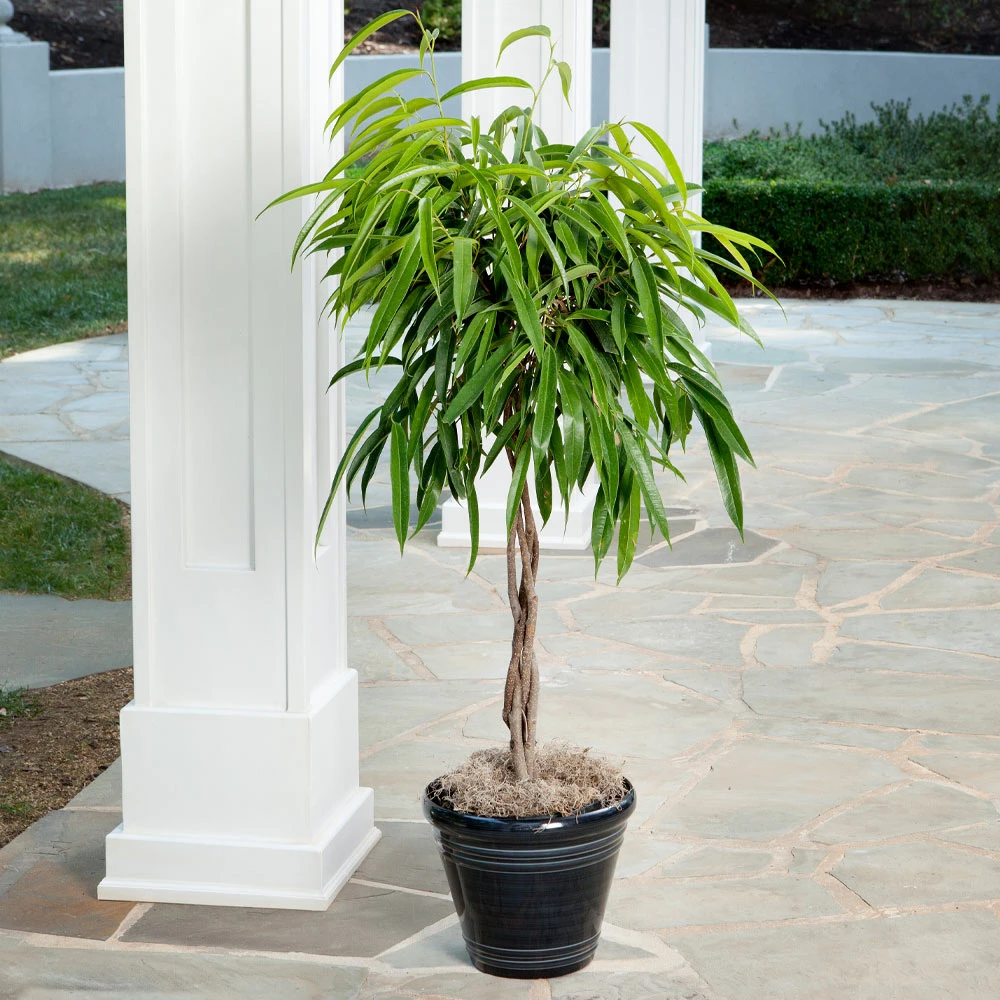 Ficus Alii Braid Plant 5 Ficus Alii Braid Plant - Image 3