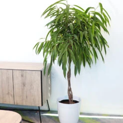 Ficus Alii Braid Plant 18 Ficus Alii Braid Plant -Brighter Blooms Sales Ficus Alli BB 4
