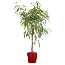 Ficus Alii Braid Plant 17 Ficus Alii Braid Plant -Brighter Blooms Sales Ficus Alli Delilah Red Pot