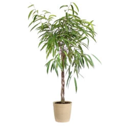 Ficus Alii Braid Plant 15 Ficus Alii Braid Plant -Brighter Blooms Sales Ficus Alli Delilah Tan Pot