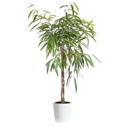 Ficus Alii Braid Plant 16 Ficus Alii Braid Plant -Brighter Blooms Sales Ficus Alli Delilah White Pot
