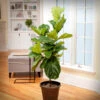 Fiddle-Leaf Fig Tree 1 Fiddle-Leaf Fig Tree -Brighter Blooms Sales Fiddle Leaf Fig 1 BB 600x600 00d0bb31 8367 44d0 90b6 89043c6426af