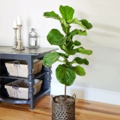 Fiddle-Leaf Fig Tree -Brighter Blooms Sales Fiddle Leaf Fig 2 BB