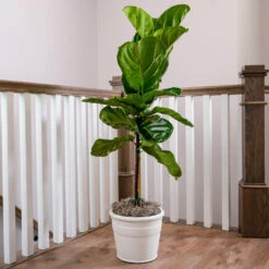 Fiddle-Leaf Fig Tree -Brighter Blooms Sales Fiddle Leaf Fig 3 BB
