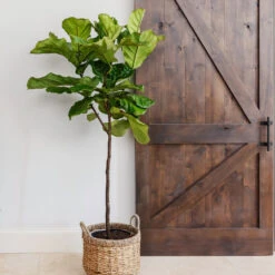 Fiddle-Leaf Fig Tree -Brighter Blooms Sales Fiddle Leaf Fig 6 BB