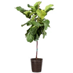 Fiddle-Leaf Fig Tree -Brighter Blooms Sales Fiddle Leaf Fig Delilah Brown pot 3G2 3