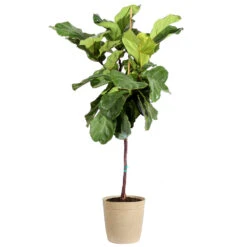 Fiddle-Leaf Fig Tree -Brighter Blooms Sales Fiddle Leaf Fig Delilah Tan pot 3G2 3
