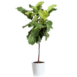 Fiddle-Leaf Fig Tree -Brighter Blooms Sales Fiddle Leaf Fig Delilah White pot 3G2 3