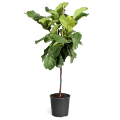 Fiddle-Leaf Fig Tree -Brighter Blooms Sales Fiddle Leaf Fig standard pot 3G2 3