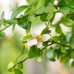 Australian Finger Lime Tree -Brighter Blooms Sales Finger Lime Tree 3