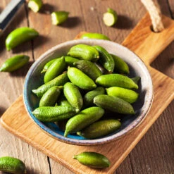 Australian Finger Lime Tree -Brighter Blooms Sales Finger Lime Tree 4