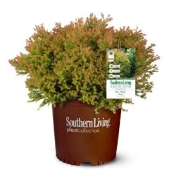 Fire Chief™ Thuja Shrub -Brighter Blooms Sales Fire Chief Arborvitae 5