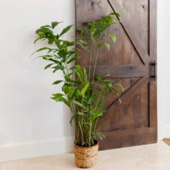 Fishtail Palm 11 Fishtail Palm -Brighter Blooms Sales Fishtail Palm 11 BB