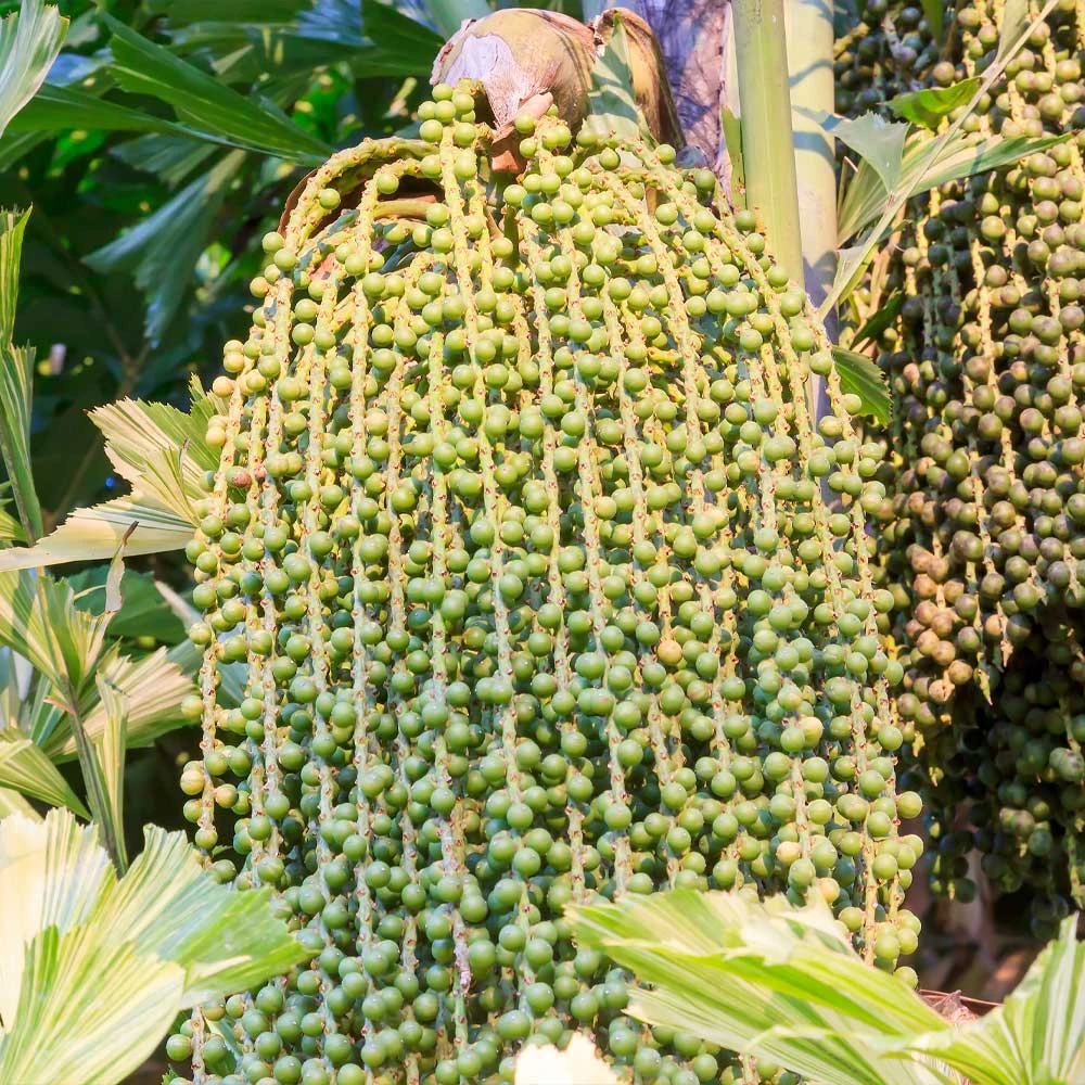 Fishtail Palm 7 Fishtail Palm - Image 5