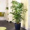 Fishtail Palm -Brighter Blooms Sales Fishtail Palm BB 600x600 925ab6b8 1eb7 49f5 a7e2 9da4caf9a4e2