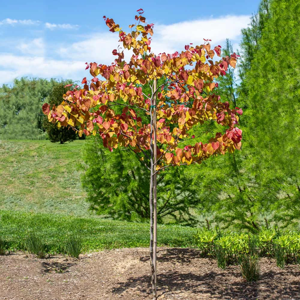 Flame Thrower® Redbud Tree 4 Flame Thrower® Redbud Tree - Image 2