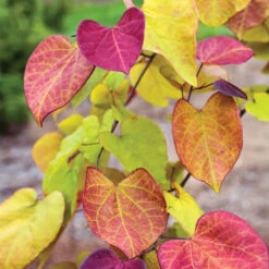 Flame Thrower® Redbud Tree 12 Flame Thrower® Redbud Tree -Brighter Blooms Sales Flame Thrower Redbud 3