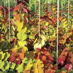 Flame Thrower® Redbud Tree 13 Flame Thrower® Redbud Tree -Brighter Blooms Sales Flame Thrower Redbud 6