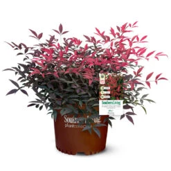 Flirt™ Nandina Bush -Brighter Blooms Sales Flirt Nandina 5