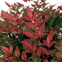 Flirt™ Nandina Bush -Brighter Blooms Sales Flirt Nandina BB 3