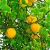 Hardy Orange Tree 'Flying Dragon' -Brighter Blooms Sales Flying Dragon Trifoliate orange BB 600x600 485ec5d9 e8cc 4da4 8df0 ddbb64b47e6a