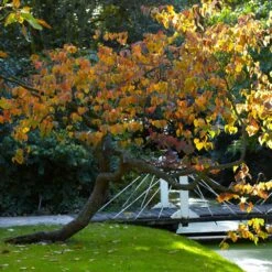 Forest Pansy Redbud Tree -Brighter Blooms Sales Forest Pansy Redbud 2