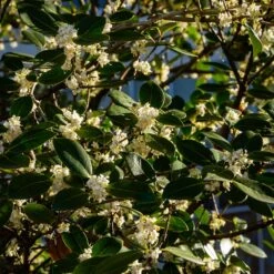Fragrant Tea Olive Shrub -Brighter Blooms Sales Fragrant Tea Olive 3 BB