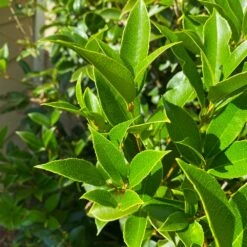 Fragrant Tea Olive Shrub -Brighter Blooms Sales Fragrant Tea Olive 5