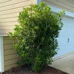 Fragrant Tea Olive Shrub -Brighter Blooms Sales Fragrant Tea Olive 6