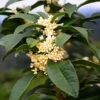 Fragrant Tea Olive Shrub -Brighter Blooms Sales Fragrant Tea Olive 600x600 5e1d27bc 39af 4d2f 936d c6cda4e66e3c