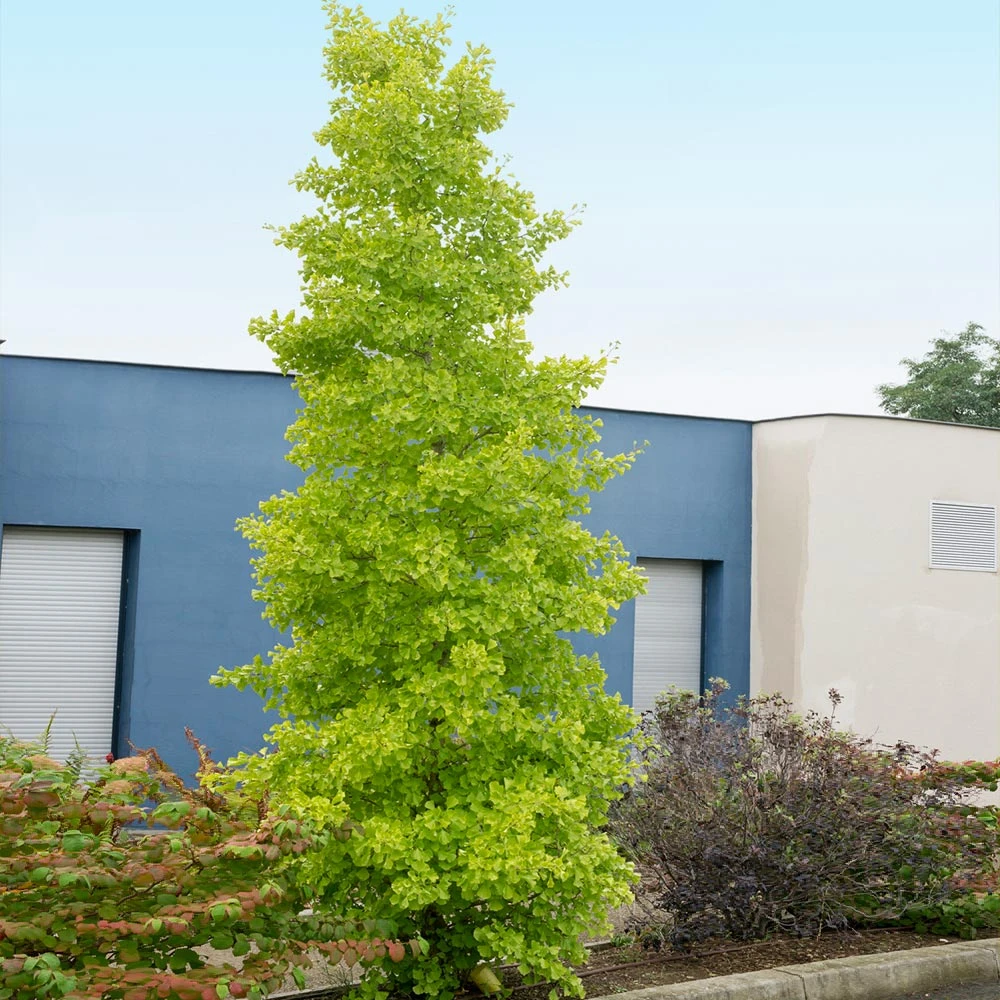 Goldspire Ginkgo Tree 6 Goldspire Ginkgo Tree - Image 4