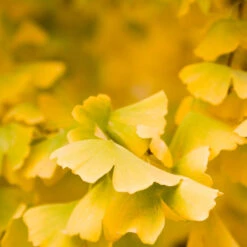 Goldspire Ginkgo Tree 9 Goldspire Ginkgo Tree -Brighter Blooms Sales GOldspire Ginkgo Tree 5 BB